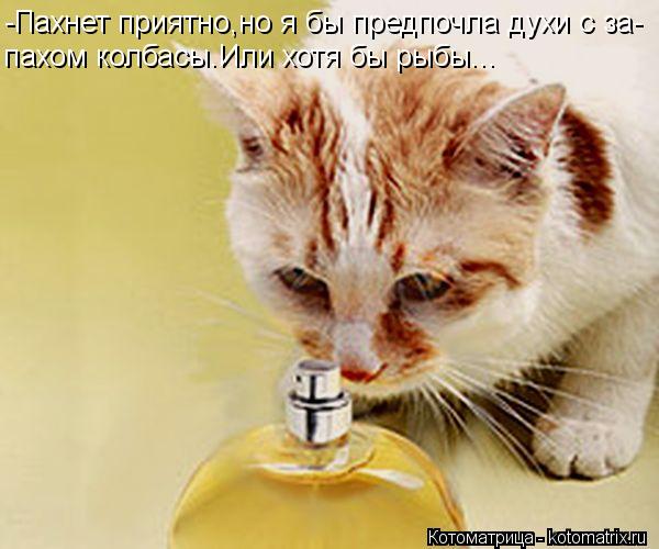 Котоматрица: -Пахнет приятно,но я бы предпочла духи с за- пахом колбасы.Или хотя бы рыбы...