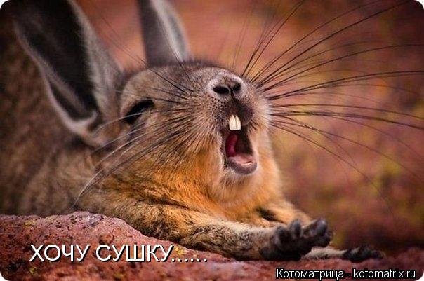 Котоматрица: ХОЧУ СУШКУ......
