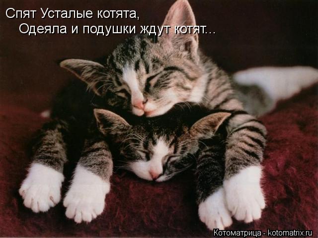Котоматрица: Спят Усталые котята, Одеяла и подушки ждут котят...