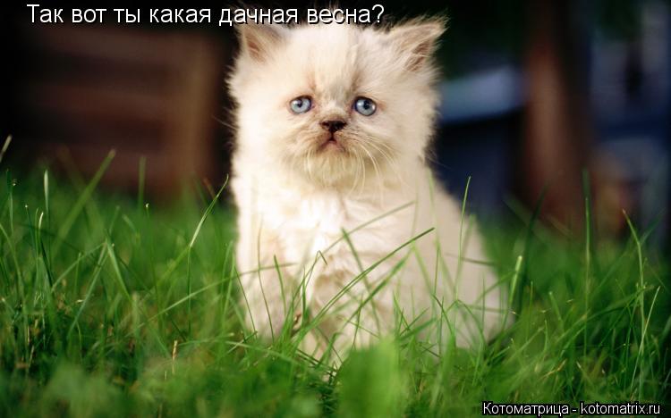 Так вот ты какая дачная весна?... Котоматрица: Так вот ты какая дачная весна?
