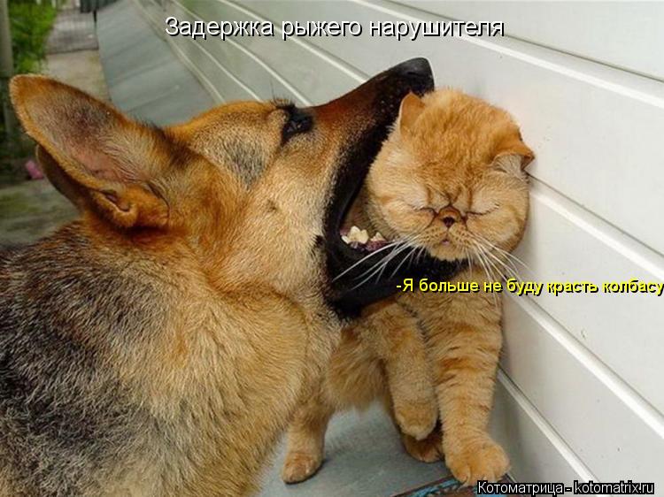 Котоматрица: Задержка рыжего нарушителя  -Я больше не буду красть колбасу