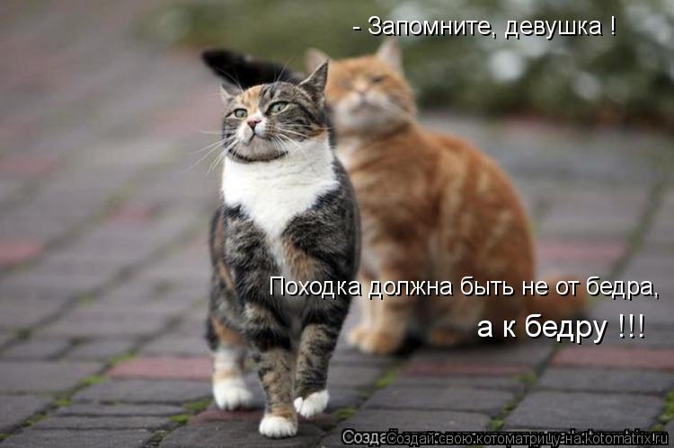 Котоматрица: - Запомните, девушка ! Походка должна быть не от бедра, а к бедру !!!