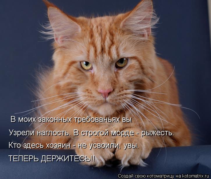 Котоматрица: В моих законных требованьях вы Узрели наглость. В строгой морде - рыжесть. Кто здесь хозяин - не усвоили, увы. ТЕПЕРЬ ДЕРЖИТЕСЬ!!