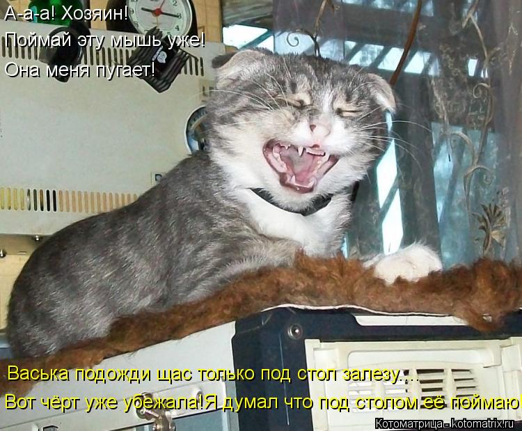 Котоматрица: А-а-а! Хозяин! Поймай эту мышь уже! Она меня пугает! Васька подожди щас только под стол залезу.... Вот чёрт уже убежала!Я думал что под столом её