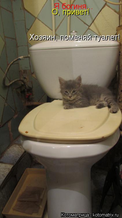 Котоматрица: Хозяин, поменяй туалет! Я богиня... О, привет!