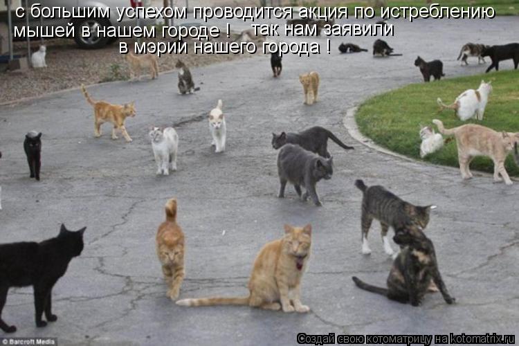 Котоматрица: с большим успехом проводится акция по истреблению  мышей в нашем городе ! так нам заявили в мэрии нашего города !
