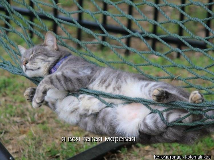 я вся такая моревая... Котоматрица: я вся такая моревая