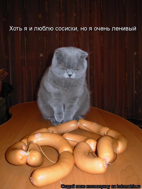 Котоматрица: Хоть я и люблю сосиски, но я очень ленивый