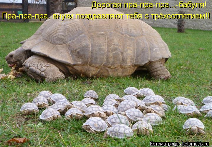 Дорогая пра-пра-пра...-бабуля! Пра-пра-пра..внуки поздравляют тебя с трёхсотлетием!!... Котоматрица: Дорогая пра-пра-пра...-бабуля! Пра-пра-пра..внуки поздравляют тебя с трёхсотлетием!!