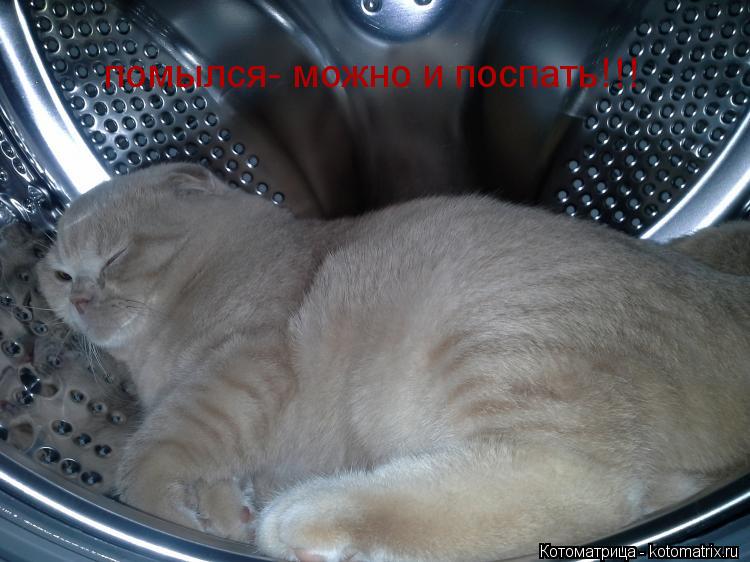 Котоматрица: помылся- можно и поспать!!!