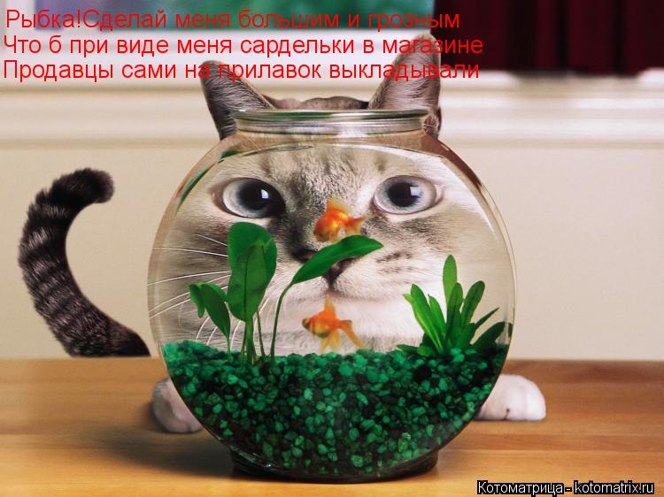 Рыбка!Сделай меня большим и грозным Что б при виде меня сардельки в магазине Продавцы сами на прилаво... Котоматрица: Рыбка!Сделай меня большим и грозным Что б при виде меня сардельки в магазине Продавцы сами на прилавок выкладывали
