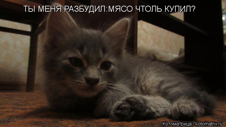 Котоматрица: ТЫ МЕНЯ РАЗБУДИЛ:МЯСО ЧТОЛЬ КУПИЛ?