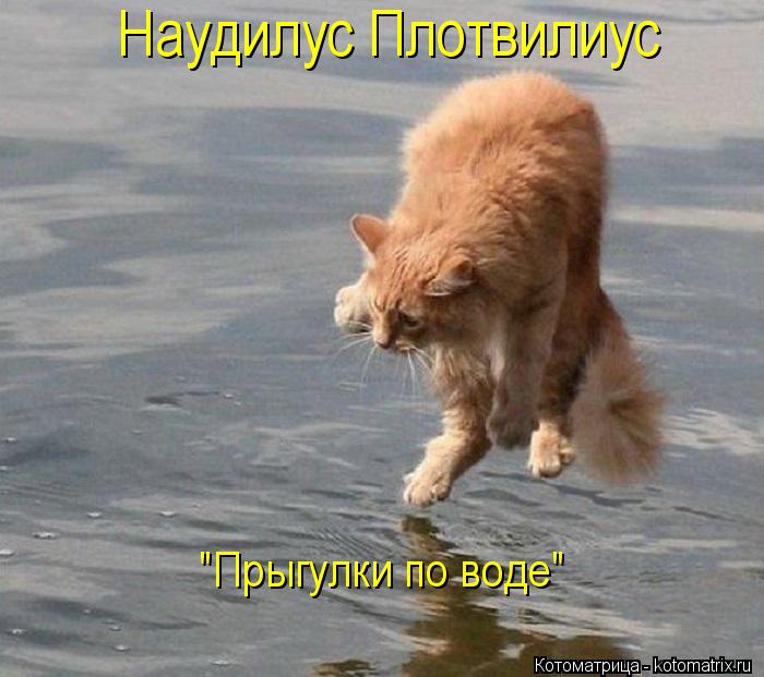 Котоматрица: Наудилус Плотвилиус "Прыгулки по воде"