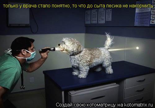 Котоматрица: только у врача стало понятно, то что до сыта песика не накормить