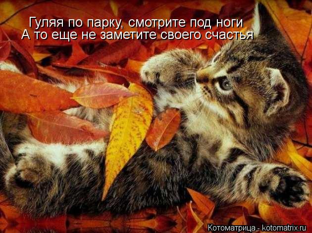 Котоматрица: Гуляя по парку, смотрите под ноги А то еще не заметите своего счастья