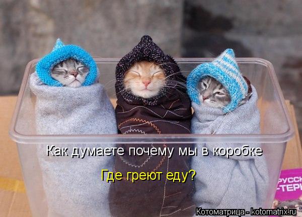 Как думаете почему мы в коробке Где греют еду?... Котоматрица: Как думаете почему мы в коробке Где греют еду?
