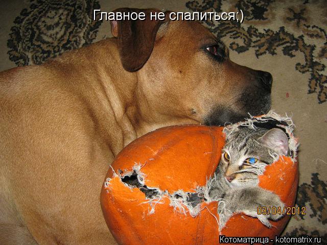 Котоматрица: Главное не спалиться;)
