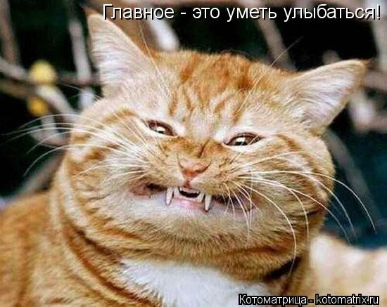 Котоматрица: Главное - это уметь улыбаться!