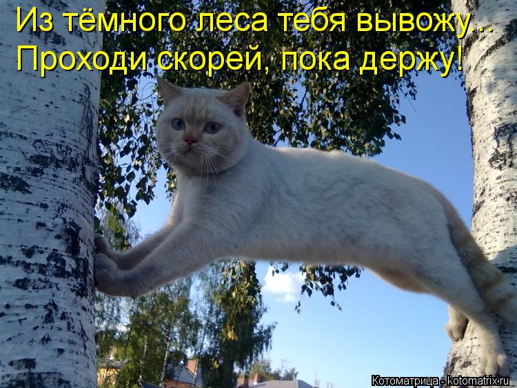 Котоматрица: Из тёмного леса тебя вывожу...  Проходи скорей, пока держу!