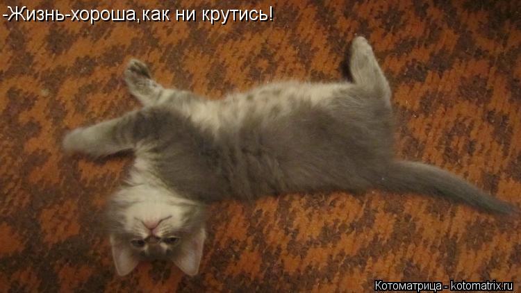 Котоматрица: -Жизнь-хороша,как ни крутись!