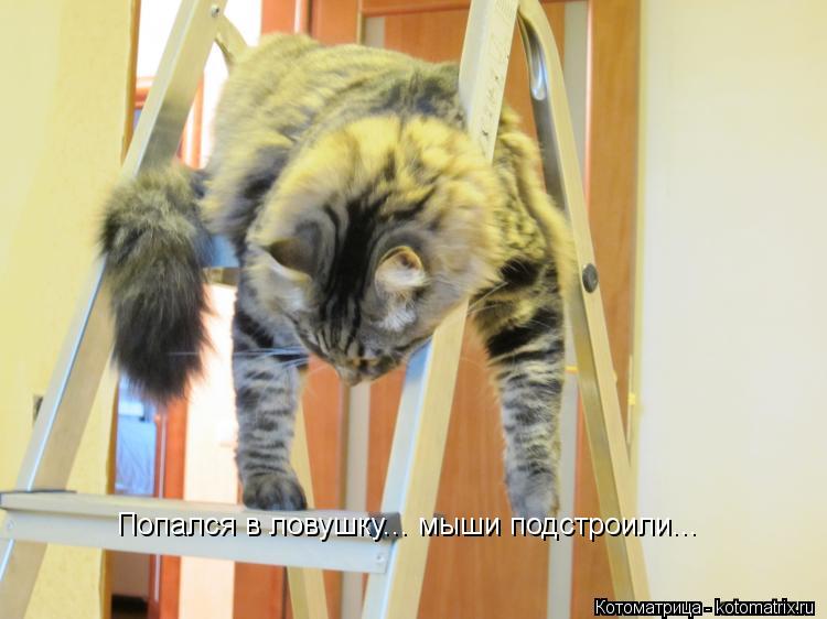Попался в ловушку... мыши подстроили...... Котоматрица: Попался в ловушку... мыши подстроили...