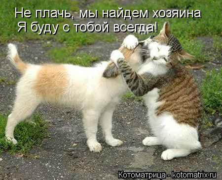 Котоматрица: Не плачь, мы найдем хозяина Я буду с тобой всегда!