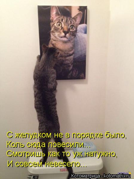Котоматрица: С желудком не в порядке было, Коль сюда повесили... Смотришь как то уж натужно, И совсем невесело...