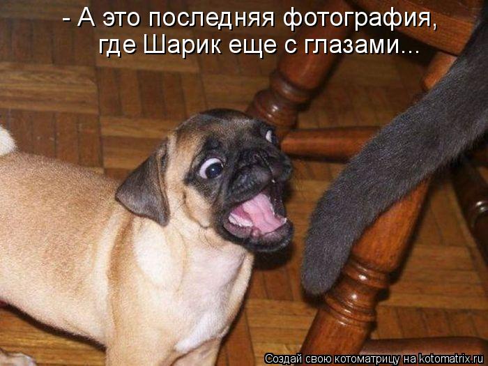 Котоматрица: - А это последняя фотография, где Шарик еще с глазами...
