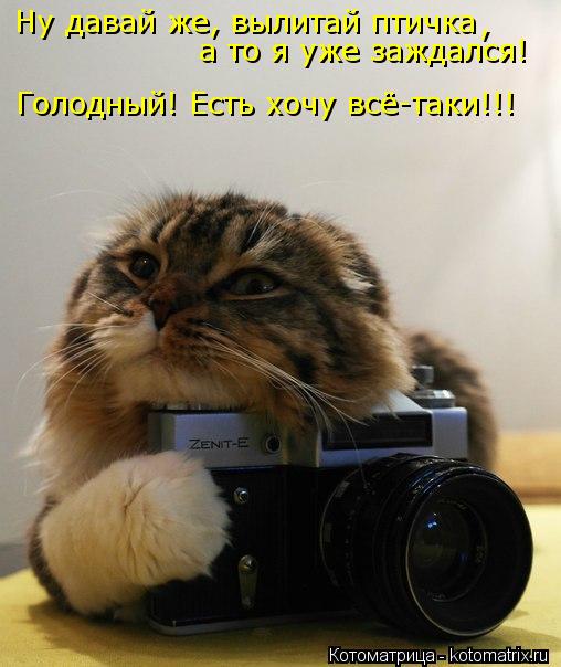 Котоматрица: Ну давай же, вылитай птичка а то я уже заждался! , Голодный! Есть хочу всё-таки!!!