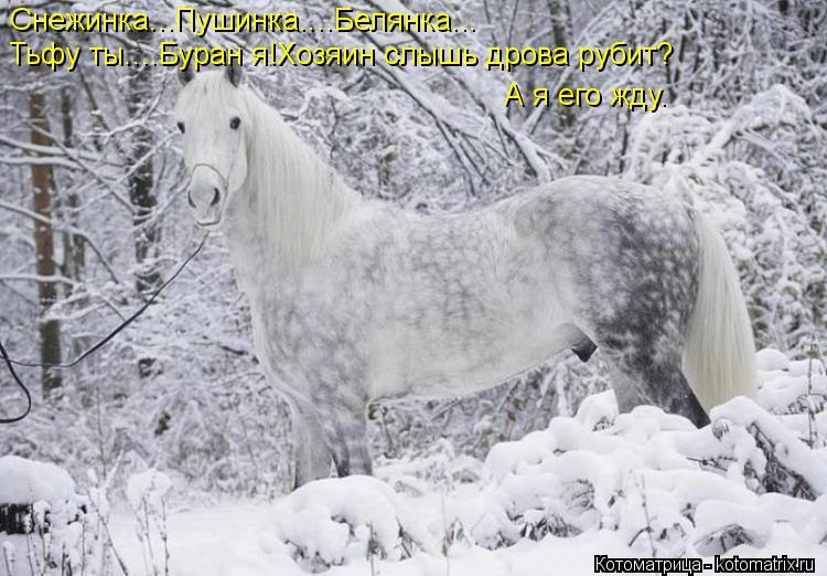 Снежинка...Пушинка....Белянка... Тьфу ты....Буран я!Хозяин слышь дрова рубит? А я его жду.... Котоматрица: Снежинка...Пушинка....Белянка... Тьфу ты....Буран я!Хозяин слышь дрова рубит? А я его жду.