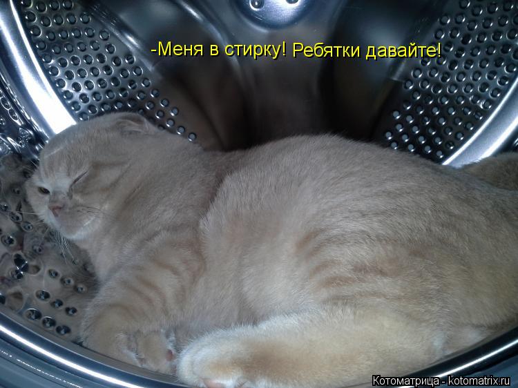 Котоматрица: -Меня в стирку! Ребятки давайте!