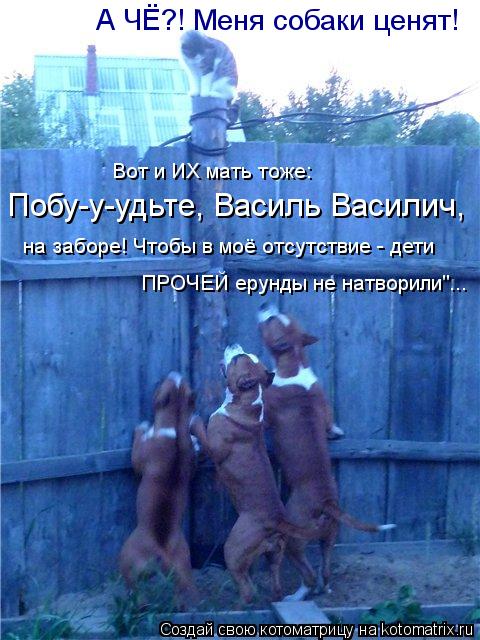 Котоматрица: А ЧЁ?! Меня собаки ценят! Вот и ИХ мать тоже: Побу-у-удьте, Василь Василич,  ПРОЧЕЙ ерунды не натворили"... на заборе! Чтобы в моё отсутствие - дет