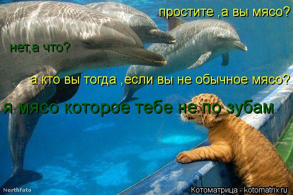 Котоматрица: простите ,а вы мясо? а кто вы тогда ,если вы не обычное мясо? нет,а что? я мясо которое тебе не по зубам