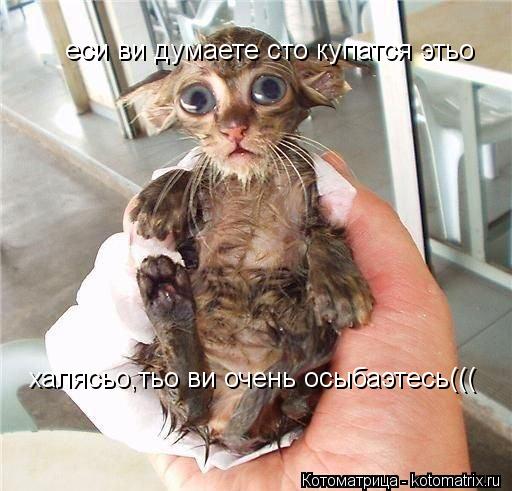 еси ви думаете сто купатся этьо халясьо,тьо ви очень осыбаэтесь(((... Котоматрица: еси ви думаете сто купатся этьо халясьо,тьо ви очень осыбаэтесь(((