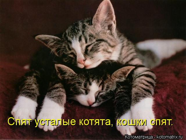 Спят усталые котята, кошки спят.... Котоматрица: Спят усталые котята, кошки спят.