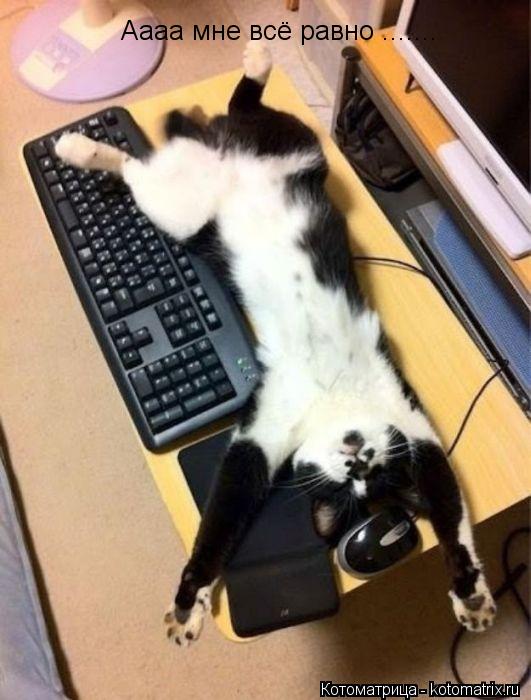 Котоматрица: Аааа мне всё равно .......