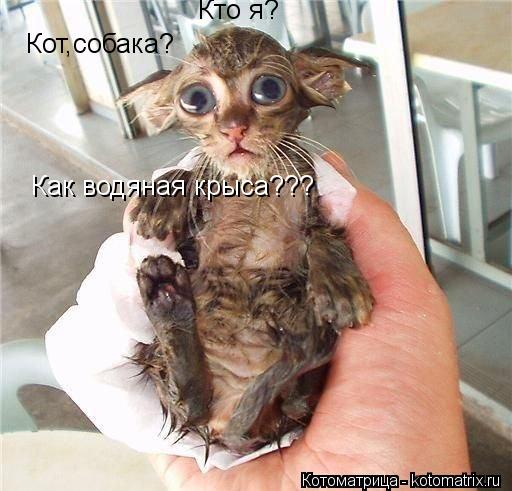 Котоматрица: Кто я? Кот,собака? Как водяная крыса???