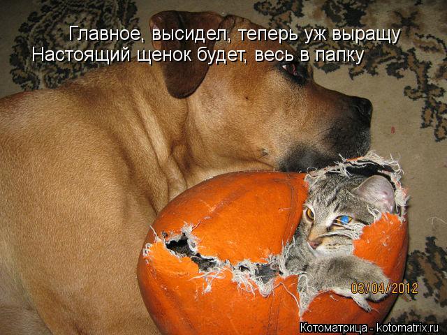 Котоматрица: Главное, высидел, теперь уж выращу Настоящий щенок будет, весь в папку