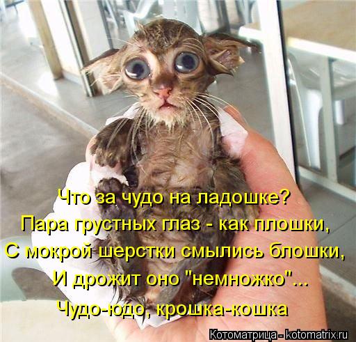 Котоматрица: Что за чудо на ладошке? Пара грустных глаз - как плошки, С мокрой шерстки смылись блошки, И дрожит оно "немножко"... Чудо-юдо, крошка-кошка