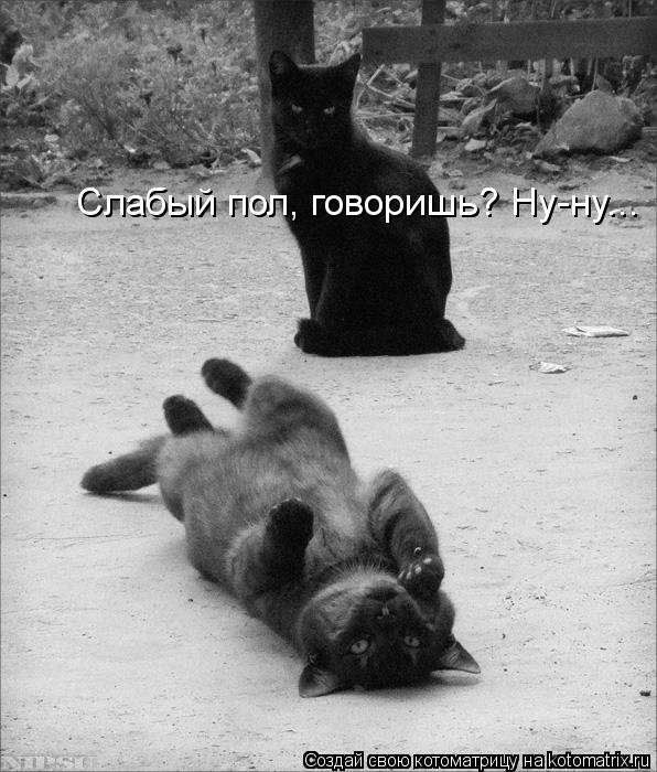 Слабый пол, говоришь? Ну-ну...... Котоматрица: Слабый пол, говоришь? Ну-ну...