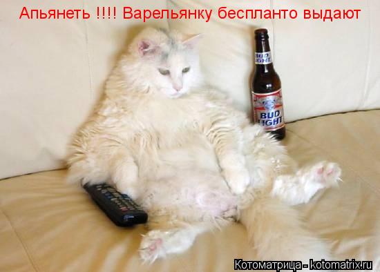 Котоматрица: Апьянеть !!!! Варельянку беспланто выдают