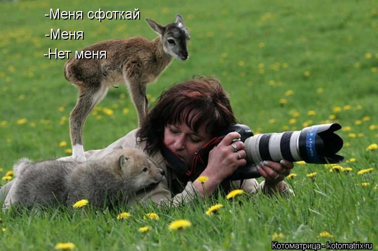 Котоматрица: -Меня сфоткай -Меня -Нет меня