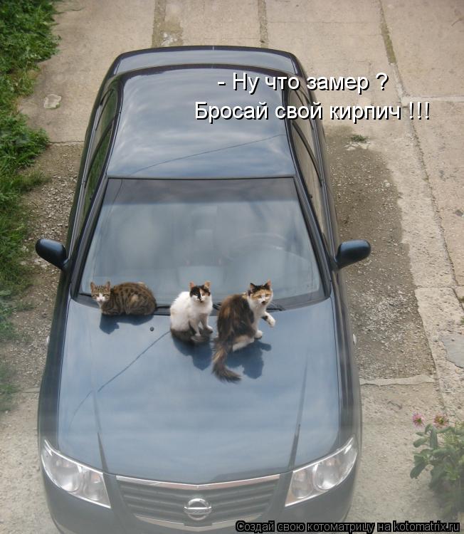 - Ну что замер ? Бросай свой кирпич !!!... Котоматрица: - Ну что замер ? Бросай свой кирпич !!!
