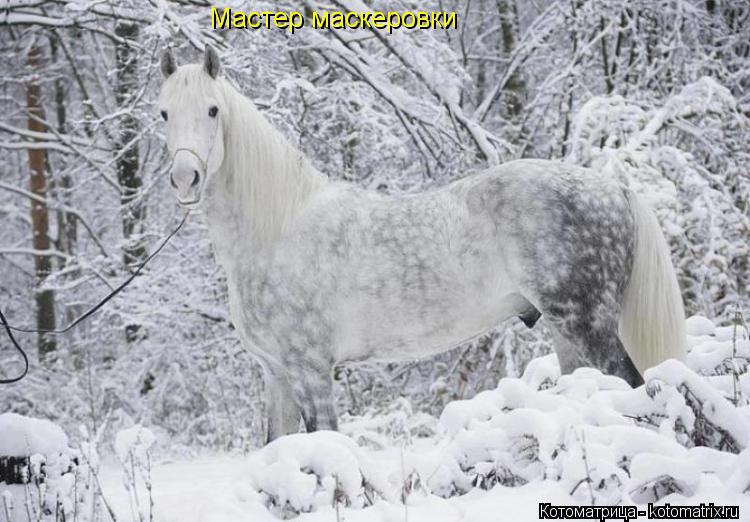 Мастер маскеровки... Котоматрица: Мастер маскеровки