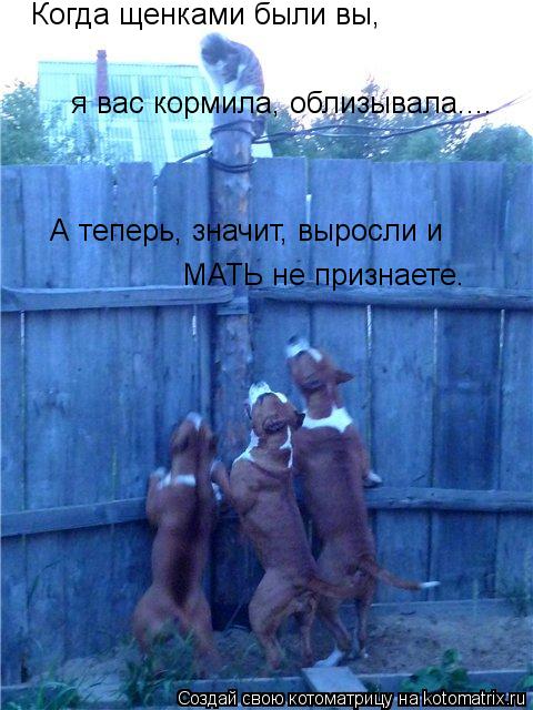 Когда щенками были вы, я вас кормила, облизывала.... А теперь, значит, выросли и МАТЬ не признаете.... Котоматрица: Когда щенками были вы, я вас кормила, облизывала.... А теперь, значит, выросли и МАТЬ не признаете.