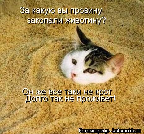 Котоматрица: За какую вы провину  закопали животину? Он же все таки не крот Долго так не проживет!