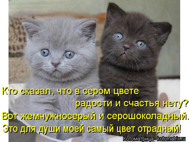 Котоматрица: Кто сказал, что в сером цвете  радости и счастья нету?  Вот жемчужносерый и серошоколадный.  Это для души моей самый цвет отрадный!