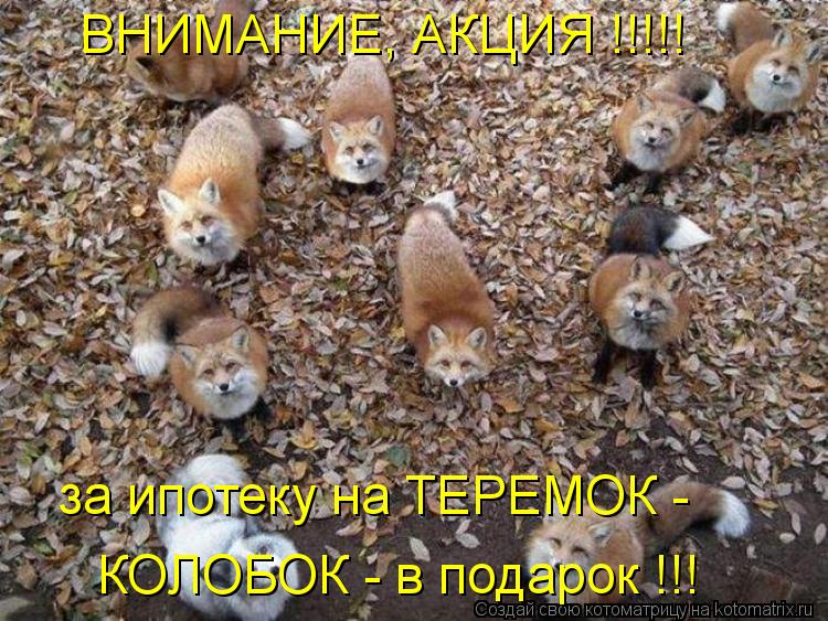 Котоматрица: КОЛОБОК - в подарок !!! ВНИМАНИЕ, АКЦИЯ !!!!! за ипотеку на ТЕРЕМОК -