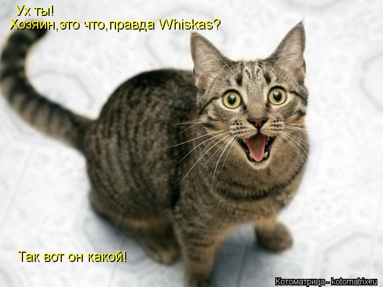 Котоматрица: Ух ты! Хозяин,это что,правда Whiskas? Так вот он какой!