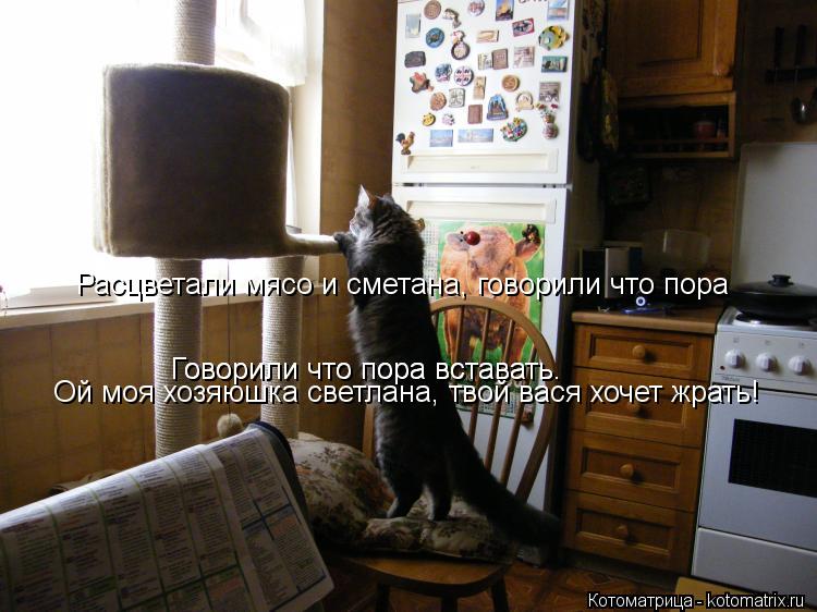 Котоматрица: Расцветали мясо и сметана, говорили что пора Расцветали мясо и сметана, говорили что пора Говорили что пора вставать. Говорили что пора вст